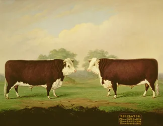 Two Views of a Prize Bull, Named Regulator